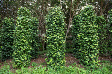 25 BLACK PEPPERCORN Black Pepper Piper Nigrum Spice Vine Seeds